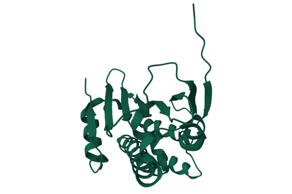 Fig. 2: Three-dimensional structure of human chaperone HSP90 alpha ATP Binding Domain. Credit: Image from the RCSB PDB (RCSB.org) of PDB ID 8B7I. Henot F, Rioual E, Favier A, Macek P, Crublet E, Josso P, Brutscher B, Frech M, Gans P, Loison C, Boisbouvier J. Visualizing the transiently populated closed-state of human HSP90 ATP binding domain. Nat Commun. 2022 Dec 9;13(1):7601. doi: 10.1038/s41467-022-35399-8. PMID: 36494347; PMCID: PMC9734131. https://doi.org/10.2210/pdb8B7I/pdb