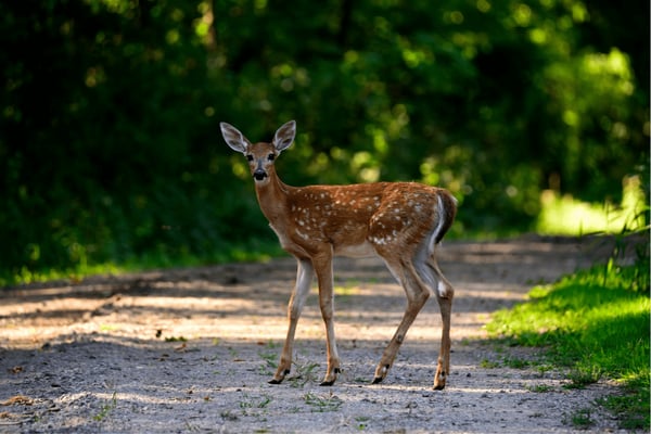 Fig. 4: White-tailed deer populations in North America are threatened by chronic wasting disease, a prion disease circulating in wild and farmed cervid populations.