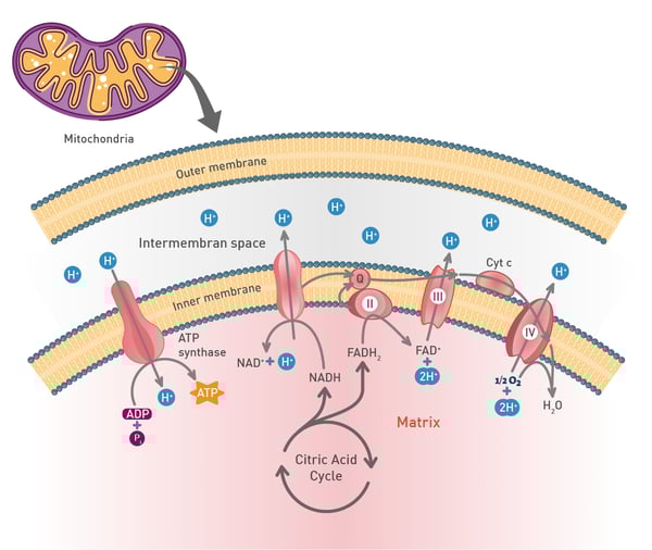 Fig. 1: The mitochondrion and its electron transport system.