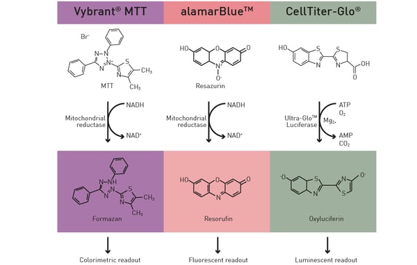 Fig. 3: Assay principles for Vybrant® MTT, alamarBlue™ and CellTiter-Glo®.