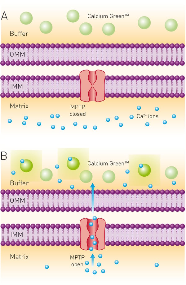 Fig. 6: Principle of calcium retention assay. The membrane-impermeable Calcium Green reports on extra-mitochondrial Ca2+