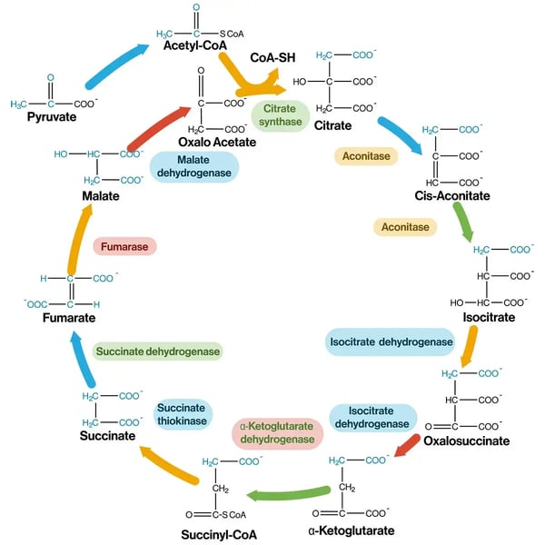 Fig.1: The citric acid or tricarboxylic acid cycle. NADH-generating reactions: isocitrate to alpha-ketoglutarate; alpha-ketoglutarate to succinyl-CoA; malate to oxaloacetate. FADH2-generating reaction: succinate to fumarate; GTP-generating reaction (in most tissues): succinyl-CoA to succinate (can be converted to ATP by nucleoside diphosphate kinase).