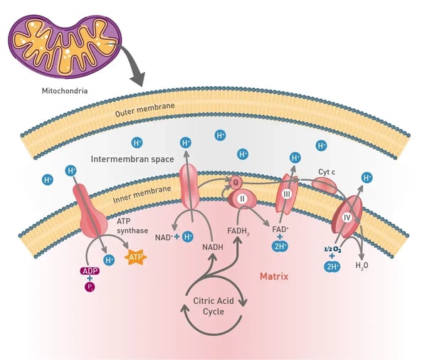 Fig.2: Oxidative phosphorylation.