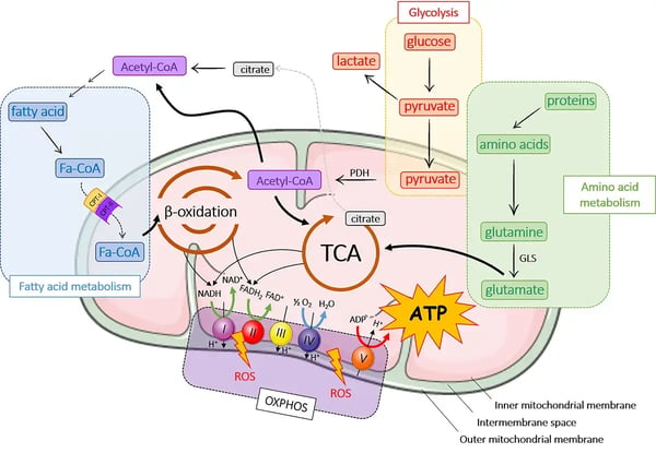 Fig. 3: The major metabolic pathways in mitochondria and their interconnections. Loussouarn et al., 2021, Frontiers Immunology doi: 10.3389/fimmu.2021.623973. Licensed under CC BY 4.0.