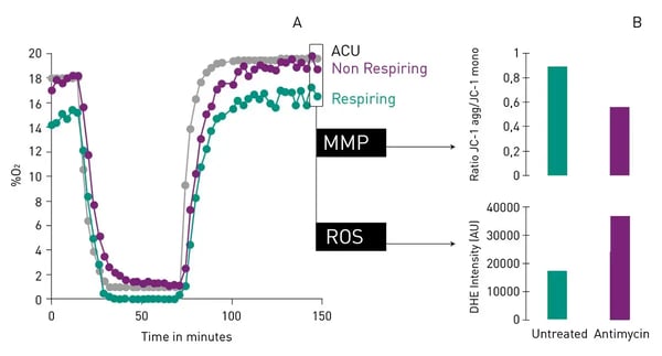 Fig.5: Multiparametric analysis of Cor4U cells during multiplexed measurement of MitoXpress Intra and JC-1/DHE. Cell oxygenation traces describe depth and duration of Cor4U ischemia-reperfusion (A) with parallel monitoring of mitochondrial membrane potential (MMP) and reactive oxygen species (ROS) (B).