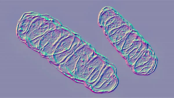 Fig. 2: Mitochondria – the cell’s “powerhouse.”