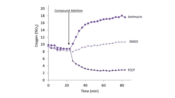 Fig. 4: Monitoring intracellular O2 concentrations in a fully confluent monolayer of HepG2 cells.