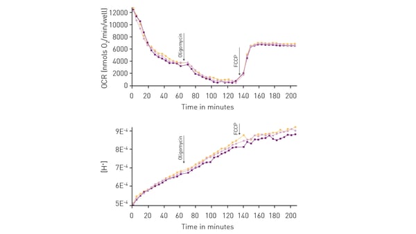 Fig. 6: Simultaneous measurement of oxygen consumption rate and extracellular acidification [H+] in response to oligomycin and FCCP. 