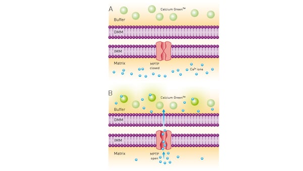 Fig. 8: Principle of calcium retention assay.