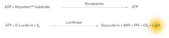 Fig. 2: Schematic depiction of the conversion of MycoAlert Substrate to ATP through mycoplasmal enzymes, and the subsequential conversion of ATP and luciferin to oxyluciferin, AMP and a luminescent signal.