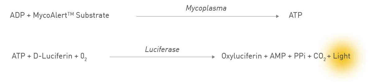 Fig. 2: Schematic depiction of the conversion of MycoAlert Substrate to ATP through mycoplasmal enzymes, and the subsequential conversion of ATP and luciferin to oxyluciferin, AMP and a luminescent signal.