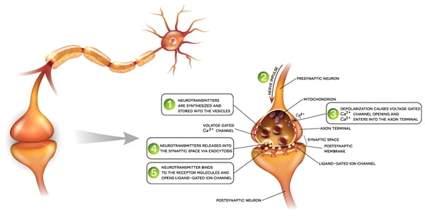 Fig. 2: Signal transmission between neurons includes signaling via neurotransmitters and receptors, ions and ion channels and induces intracellular calcium responses. Impaired signaling occurs in neurodegenerative diseases and reversing functional signaling is a therapeutic approach.