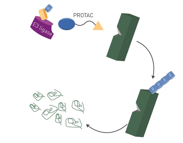 Fig. 1: PROTACs: Schematic showing function of proteolysis targeting chimeras. PROTACs simultaneously bind an E3 ligase and a target protein to form a ternary complex. The target is then poly-ubiquitinated and degraded.
