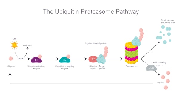 Fig. 2: The ubiquitin proteasome pathway.