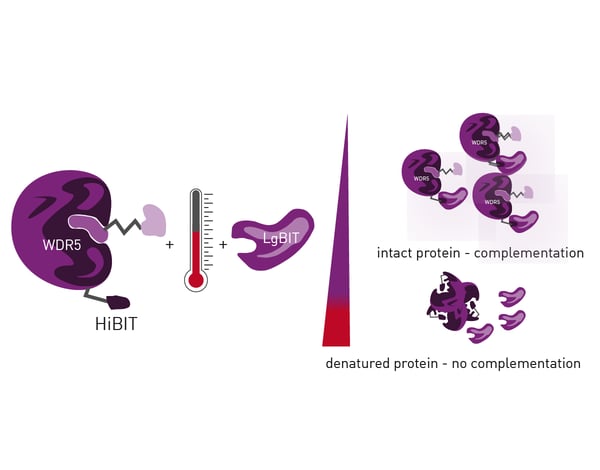 Fig. 6: Assay principle of HiBiT CETSA.