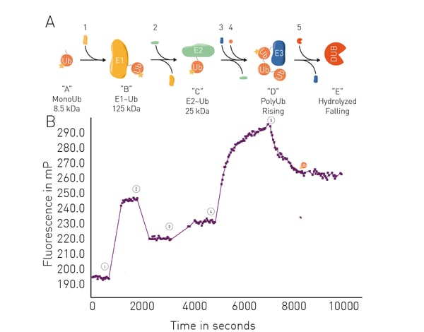 Fig. 8: UbiReal assay principle.