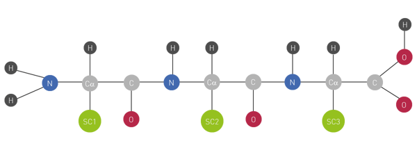 Fig. 1: Protein backbone with nitrogen from the amino group (blue) and the oxygen from the carboxyl group (red) derived from the amino acid building blocks. The side chains (green), depend on the individual amino acid.