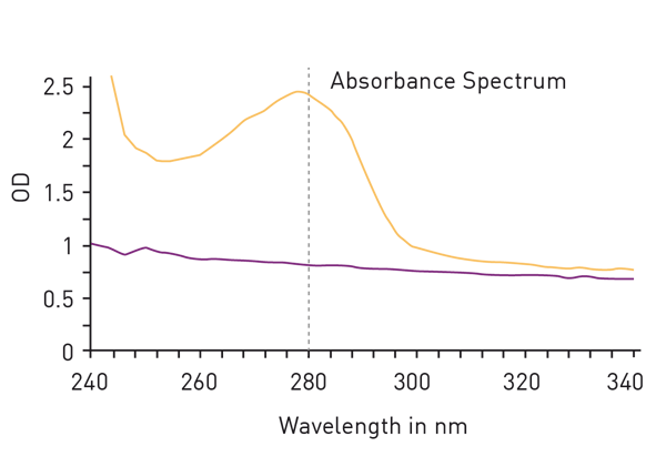 Fig. 2: Absorbance spectrum of a protein sample (yellow) and of water (purple), showing the distinct absorbance maximum of proteins at 280nm.