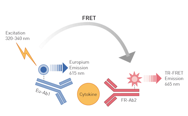Fig. 3: Cytokine quantification using a homogenous TR-FRET-based immunoassay. Upon the binding of two different antibodies to the same antigen at different epitopes, their proximity enables energy transfer between the donor and the acceptor fluorophore, leading to an increase of the TR-FRET ratio.