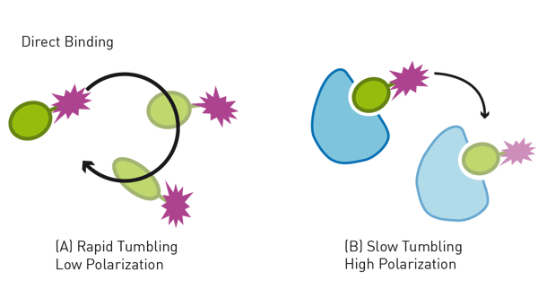 Fig. 4: Using fluorescence polarization to monitor biomolecule-ligand interaction. A fluorophore is associated to the smaller binding partner. In this case the ligand is connected to a fluorophore. Upon binding of the small ligand to its receptor, the overall size of the complex increases, leading an increased FP signal.