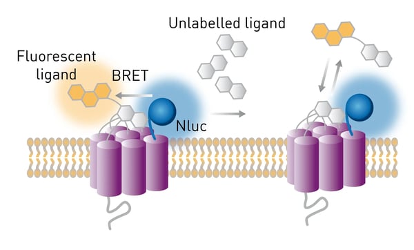 Fig. 2: The NanoBRET binding assay principle.