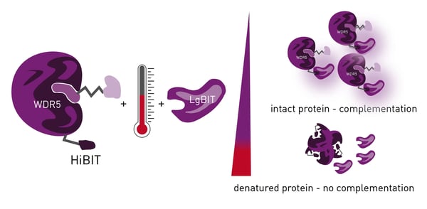 Fig. 3: Assay principle of HiBiT CETSA.