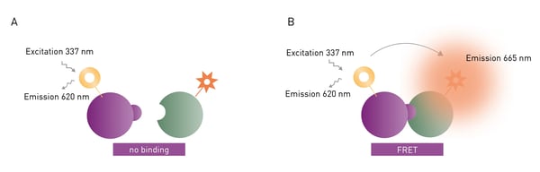 Fig. 4: Schematic representation of excitation and emission in a europium-red-acceptor-based TR-FRET assay. In the case of no interaction, the donor is excited at 320 nm and emits at 620 nm. In the case of interaction and FRET taking place, the acceptor additionally emits at 665 nm.