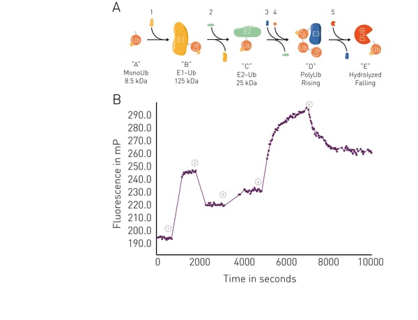 Fig. 7: UbiReal assay principle