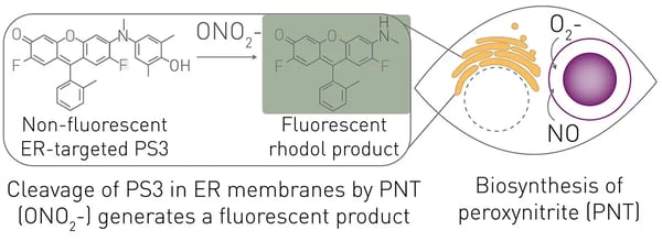 Fig. 1: Assay for the detection of endogenous peroxynitrite. Peroxynitrite is produced by some phagocytic cells when nitric oxide (NO) and superoxide (O2-) react during antibody-dependent cellular phagocytosis. The sensor PS3 is targeted to the endoplasmic reticulum (ER) membrane to be close to phagosomes that generate peroxynitrite. Upon cleavage by peroxynitrite, much of the fluorescent rhodol product of PS3 remains associated with the endoplasmic reticulum but some moves to other cells and accumulates in media.