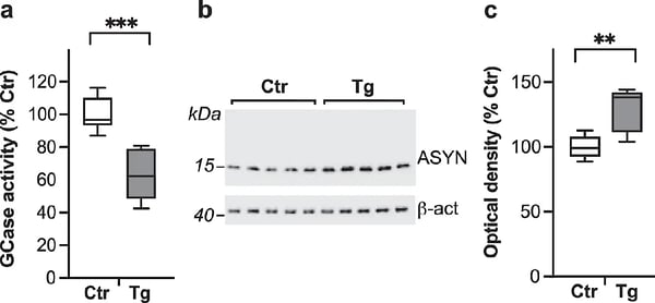 Fig. 3: Features of heterozygous L444P transgenic mice relevant to Parkinson’s disease. 