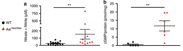 Fig. 4: Neuronal oxidative/nitrosative stress is a component of neurological disease in AslNeo/Neo mice.