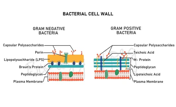 Fig. 1: The bacterial cell wall.