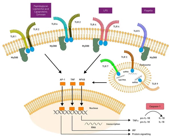 Fig. 3: The toll-like receptor family.
