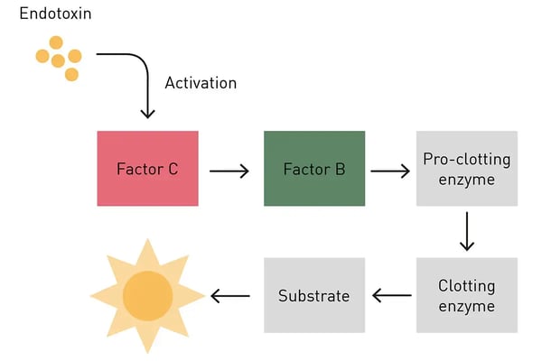 Fig. 5: Enzymatic cascade of the chromogenic LAL test. Limulus clotting factor C is the starting point of a cascade that finally results in the production of a yellow color.