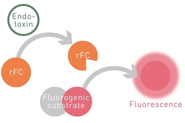 Fig. 6: Assay principle of rFC-based assays with fluorogenic readout.