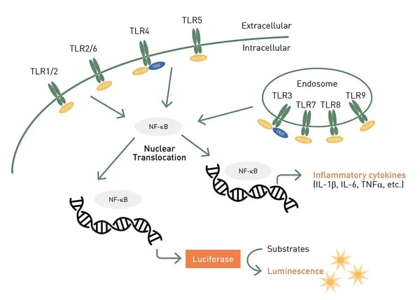 Fig. 7: The principle of reporter cell lines used in the LumiMAT™ Pyrogen Detection Kit. 