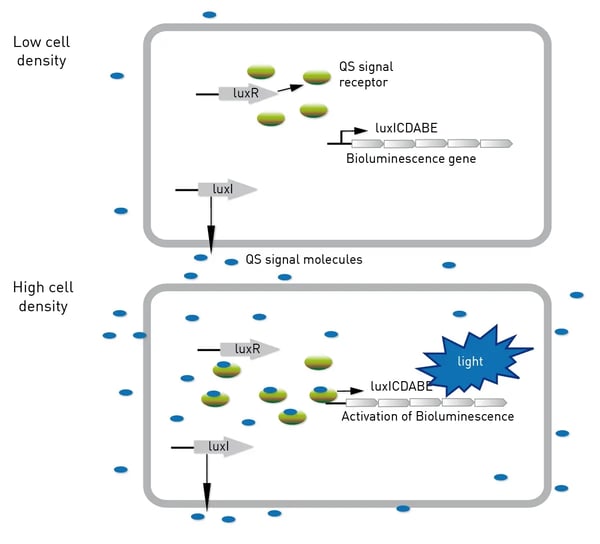 Fig. 2: Quorum sensing in Vibrio fischeri.