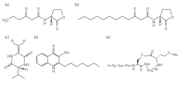 Fig. 3: Chemical diversity of quorum sensing signals in Gram-negative and Gram-positive bacteria. Gram-positive bacteria that participate in quorum sensing typically use secreted oligopeptides as autoinducers.
