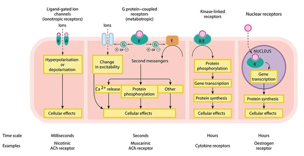 Fig.1: The main types of receptors and their locations in the cell. 
