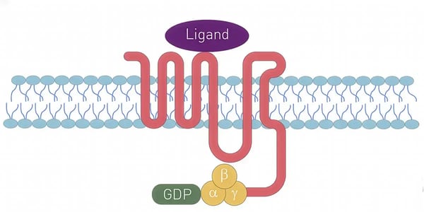 Fig. 2:  A seven-pass transmembrane G-protein coupled receptor bound to a ligand.