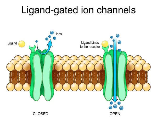 Fig. 4: Ligand-gated ion channels.