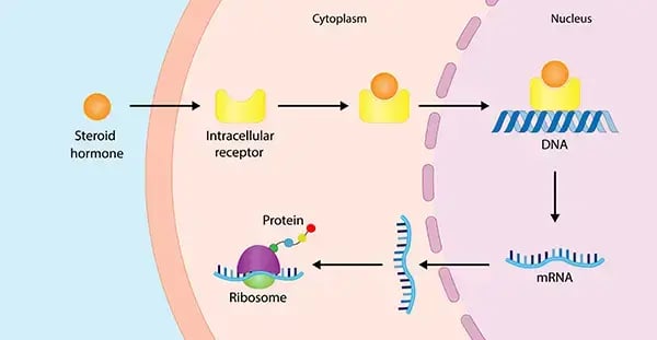 Fig. 8: Ligand binding by a steroid hormone. After passing though the cell membrane, a steroid hormone (ligand) binds to an intracellular receptor in the cytoplasm before it translocates to the nucleus to bind DNA and regulate gene expression.