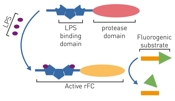 Fig.3: Recombinant factor C detection of endotoxins. Adapted from Das et al. (2014). 5