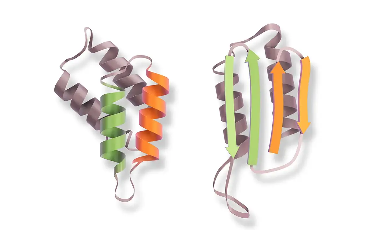 Fig. 2: Prion protein misfolding. PrPSc originally referred to the scrapie-associated form of misfolded prions (sheep prion disease) but is now used more widely for disease-associated misfolded PrPc. Left: Normal cellular form of prion protein PrPC; Right: Abnormal, misfolded form of prion protein PrPSc