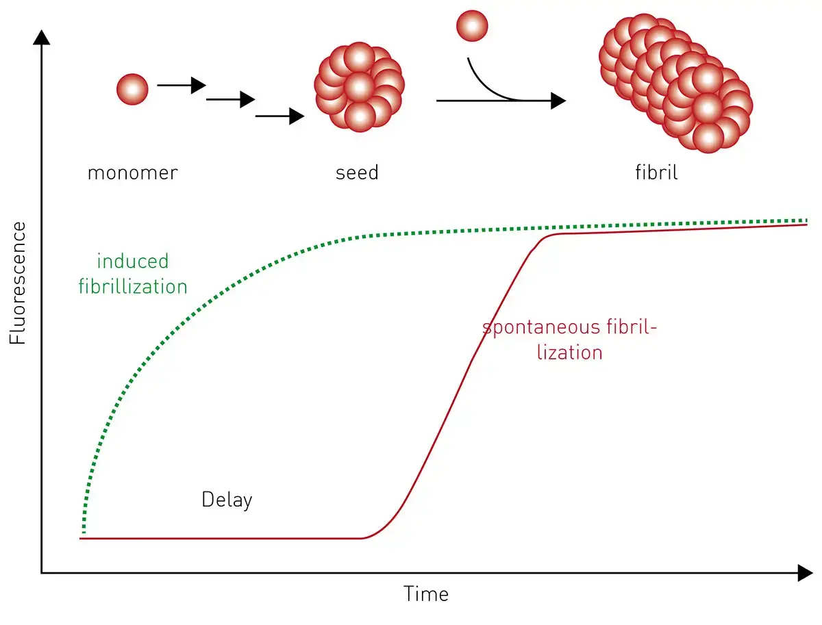 Fig. 3: The process of fibril formation versus time