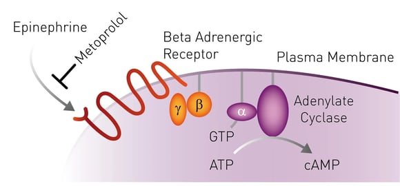 Fig. 1: Signal transmission of epinephrine. Epinephrine (the agonist) binds the GPCR receptor which leads to the conversion of ATP to cyclic AMP (cAMP, second messenger) by adenylate cyclase.