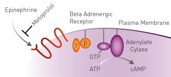 Fig. 1: Signal transmission of epinephrine. Epinephrine (the agonist) binds the GPCR receptor which leads to the conversion of ATP to cyclic AMP (cAMP, second messenger) by adenylate cyclase.