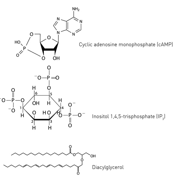 Fig.2: The structures of the second messengers cyclic AMP, inositol trisphosphate, and diacylglycerol.