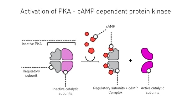 Fig.3: Activation of cyclic AMP-dependent protein kinase A.