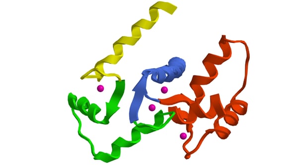 Fig.4: Molecular structure of calmodulin.